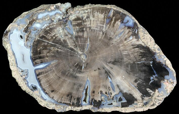 Petrified Wood Slice - Blue Forest, Wyoming #66161